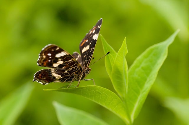 Free download butterfly leaves insect pollen free picture to be edited with GIMP free online image editor