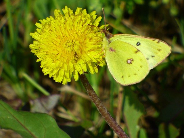 הורדה חינם Butterfly Lemon Yellow - תמונה או תמונה בחינם לעריכה עם עורך התמונות המקוון GIMP