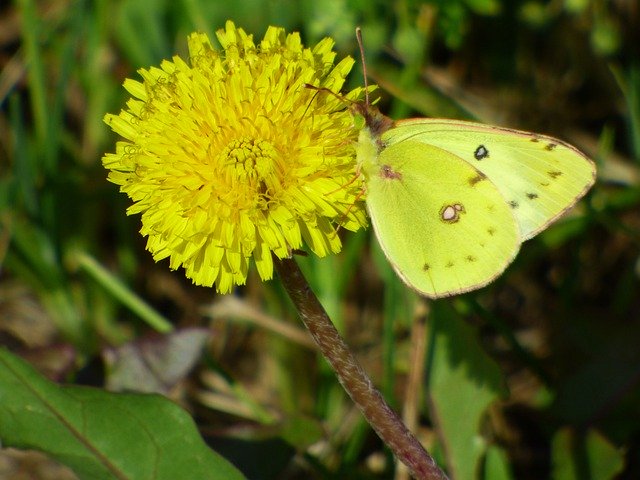 Free download Butterfly Lemon Yellow -  free photo or picture to be edited with GIMP online image editor