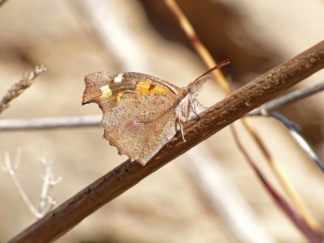 Bezpłatne pobieranie Butterfly Libythea Celtis - bezpłatne zdjęcie lub obraz do edycji za pomocą internetowego edytora obrazów GIMP