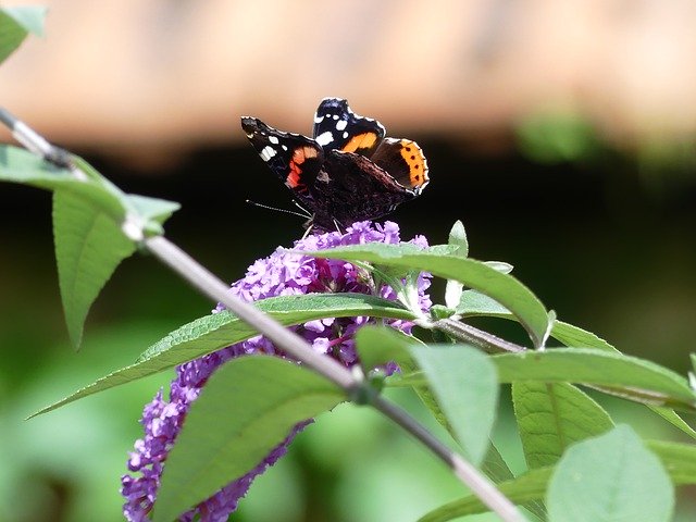 Kostenloser Download Schmetterlings-Flieder-Insekt - kostenloses Foto oder Bild zur Bearbeitung mit GIMP Online-Bildbearbeitung