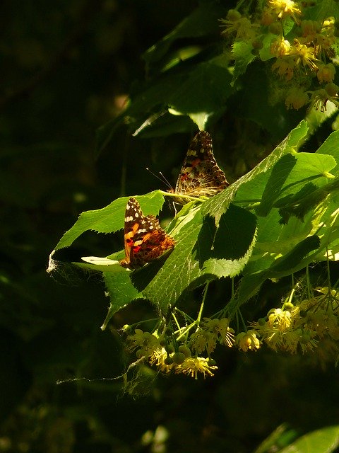 Free download Butterfly Linden To Pollinate -  free photo or picture to be edited with GIMP online image editor