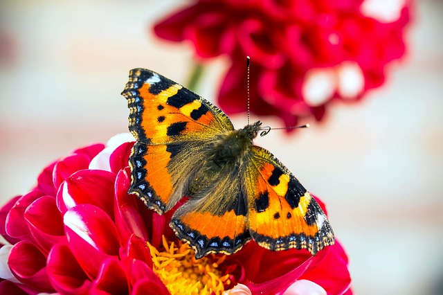 Free download butterfly little fox free picture to be edited with GIMP free online image editor