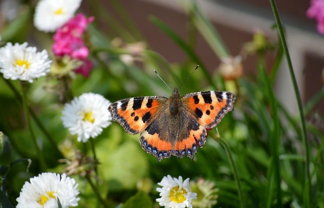 Free download butterfly little fox edelfalter free picture to be edited with GIMP free online image editor