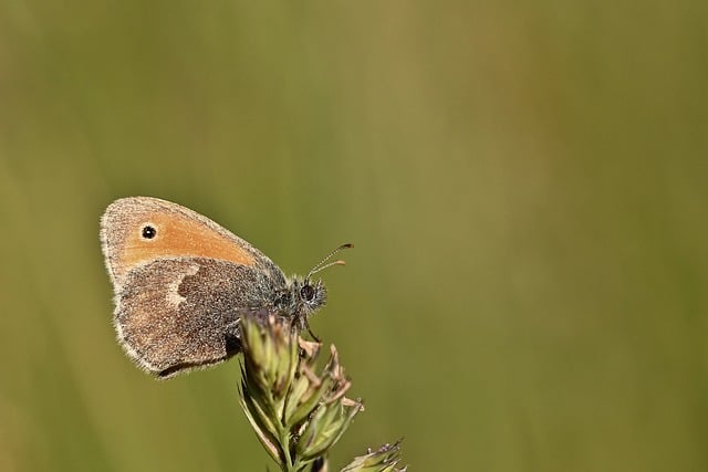Free download butterfly little meadow bird meadow free picture to be edited with GIMP free online image editor