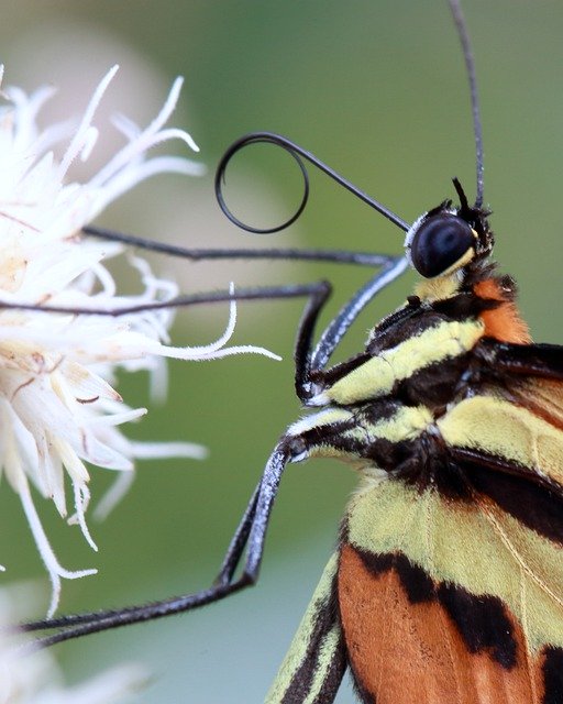 Descărcare gratuită Butterfly Macro Brightness - fotografie sau imagine gratuită pentru a fi editată cu editorul de imagini online GIMP