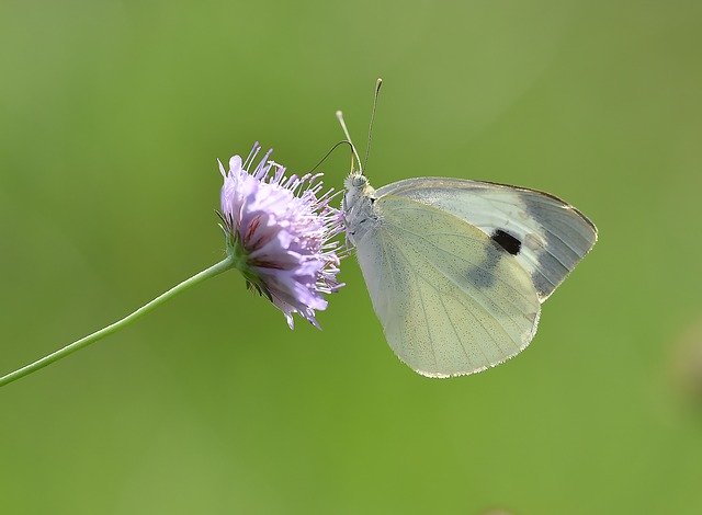 Unduh gratis Butterfly Macro Kelebek - foto atau gambar gratis untuk diedit dengan editor gambar online GIMP