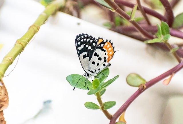 Free download butterfly macro plant green colors free picture to be edited with GIMP free online image editor