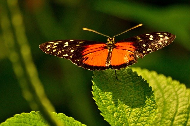 Free download Butterfly Mainau Lake -  free photo or picture to be edited with GIMP online image editor