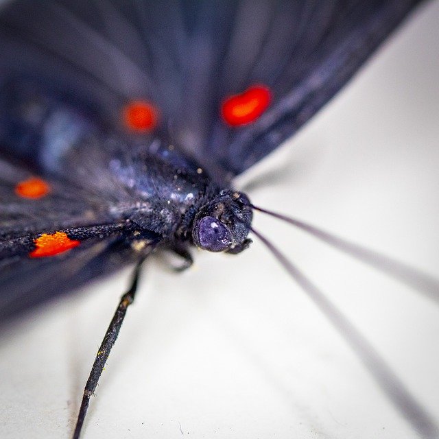Free download butterfly mariposa nature free picture to be edited with GIMP free online image editor