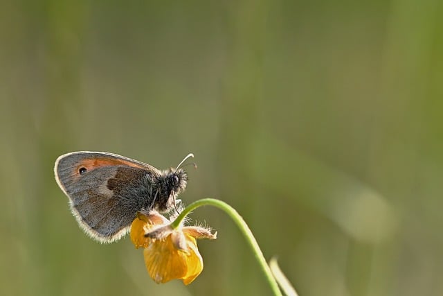 دانلود رایگان Butterfly Meadow Birds Insect - عکس یا تصویر رایگان قابل ویرایش با ویرایشگر تصویر آنلاین GIMP