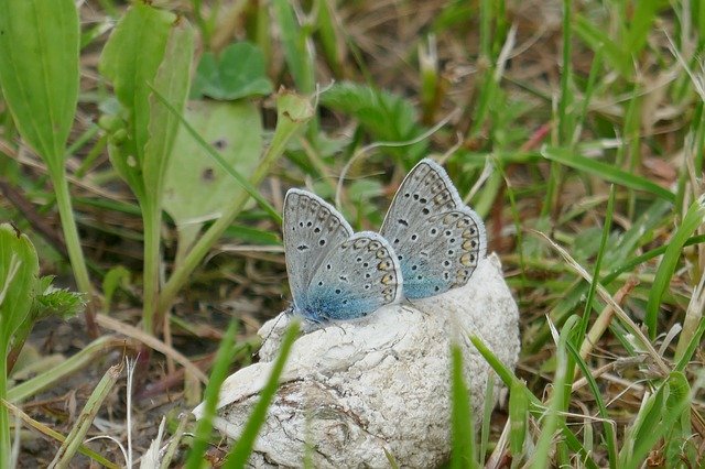 Téléchargement gratuit de Butterfly Meadow Nature - photo ou image gratuite à modifier avec l'éditeur d'images en ligne GIMP