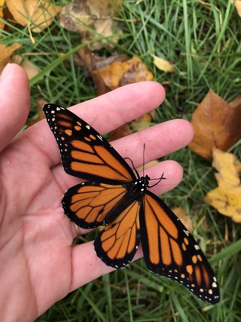 Gratis download Butterfly Monarch - gratis foto of afbeelding om te bewerken met GIMP online afbeeldingseditor