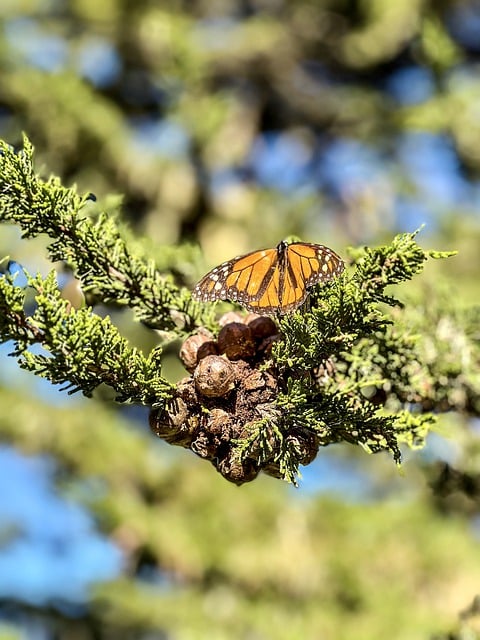 Free download butterfly monarch pacific grove free picture to be edited with GIMP free online image editor