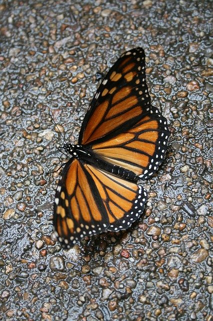 Muat turun percuma Butterfly Monarch Wings Lockscreen - foto atau gambar percuma untuk diedit dengan editor imej dalam talian GIMP