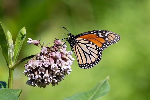 Free download butterfly monarch wings pollinate free picture to be edited with GIMP free online image editor