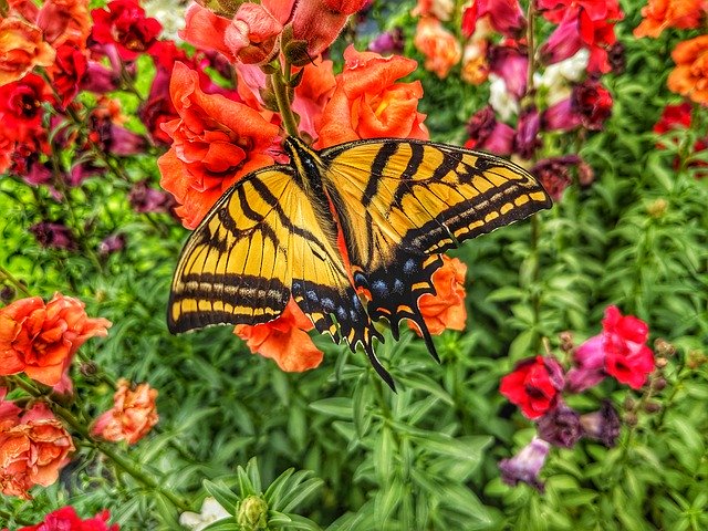 Muat turun percuma Butterfly Moth Bright - foto atau gambar percuma untuk diedit dengan editor imej dalam talian GIMP