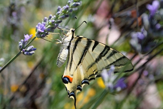 Free download butterfly moths ali insect free picture to be edited with GIMP free online image editor