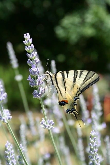 Free download butterfly moths insect approach free picture to be edited with GIMP free online image editor