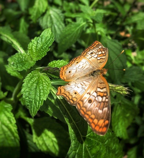 Free download Butterfly Nature Animal -  free photo or picture to be edited with GIMP online image editor