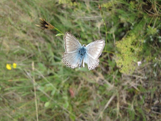 Free download Butterfly Nature Blue -  free photo or picture to be edited with GIMP online image editor