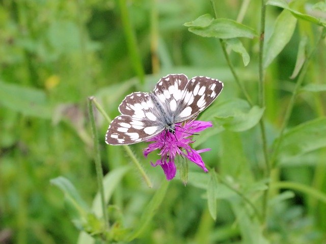 Bezpłatne pobieranie Szachownica Butterfly Nature - bezpłatne zdjęcie lub obraz do edycji za pomocą internetowego edytora obrazów GIMP