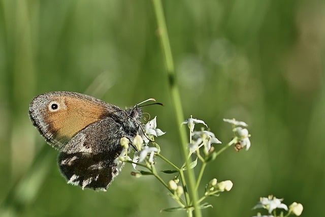 Free download butterfly nature close up blossoms free picture to be edited with GIMP free online image editor