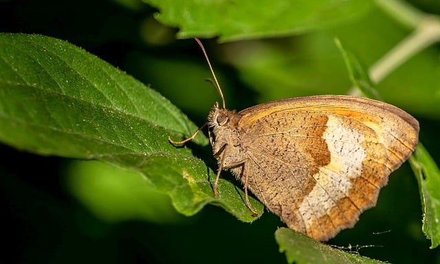 Free download butterfly nature close up macro free picture to be edited with GIMP free online image editor