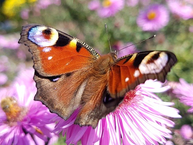 Descarga gratuita Butterfly Nature Close Up Peacock - foto o imagen gratuita para editar con el editor de imágenes en línea GIMP