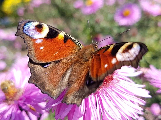 Free download Butterfly Nature Close Up Peacock -  free photo or picture to be edited with GIMP online image editor