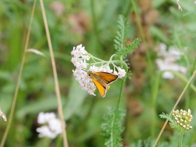 הורדה חינם Butterfly Nature Common Blue - תמונה או תמונה בחינם לעריכה עם עורך התמונות המקוון GIMP