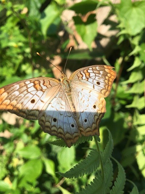 Descărcare gratuită Butterfly Nature Fauna - fotografie sau imagini gratuite pentru a fi editate cu editorul de imagini online GIMP
