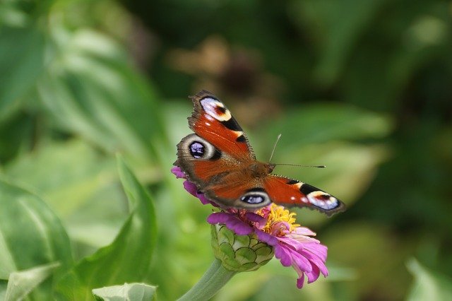 Скачать бесплатно Butterfly Nature Flower Peacock - бесплатное фото или изображение для редактирования с помощью онлайн-редактора GIMP