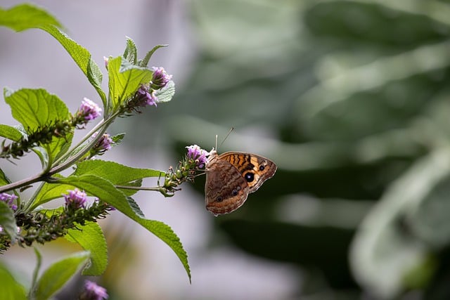 Descarga gratuita mariposa naturaleza flores insecto imagen gratis para editar con GIMP editor de imágenes en línea gratuito