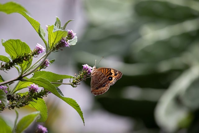 Free download butterfly nature flowers insect free picture to be edited with GIMP free online image editor