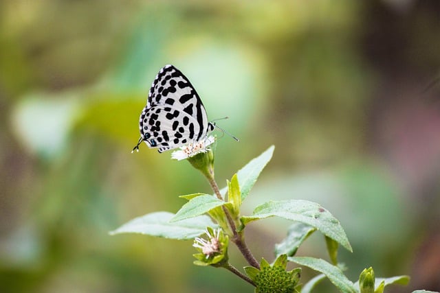 GIMP ücretsiz çevrimiçi resim düzenleyiciyle düzenlenecek ücretsiz indir kelebek doğa bahçe böcek ücretsiz resmi