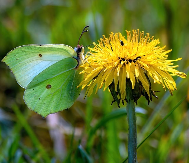 Free download butterfly nature gonepteryx rhamni free picture to be edited with GIMP free online image editor