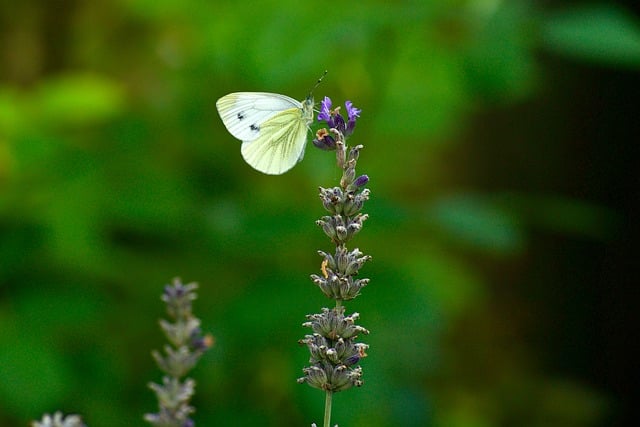 Free download butterfly nature green blossom free picture to be edited with GIMP free online image editor