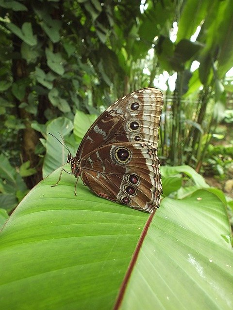 Descărcare gratuită șablon foto gratuit Butterfly Nature Insect pentru a fi editat cu editorul de imagini online GIMP