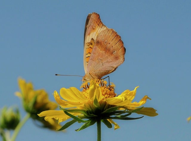 Free download butterfly nature insect bloom free picture to be edited with GIMP free online image editor