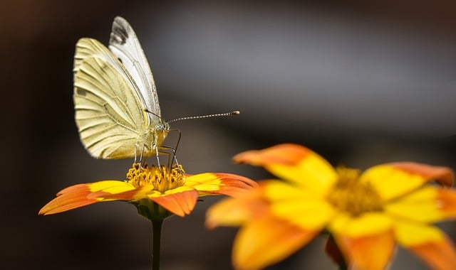 Free download butterfly nature insect close up free picture to be edited with GIMP free online image editor