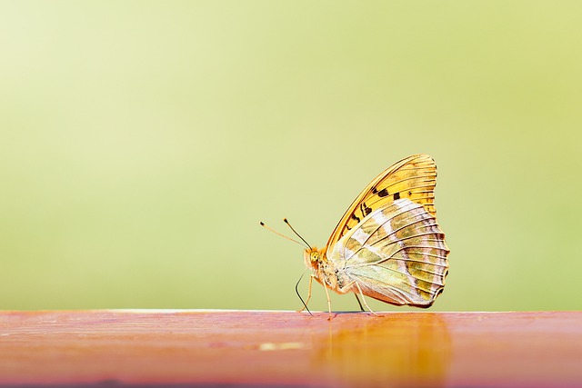 Free download butterfly nature insect fauna free picture to be edited with GIMP free online image editor