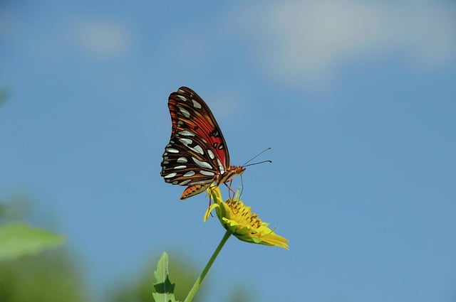 Free download butterfly nature insect flower free picture to be edited with GIMP free online image editor