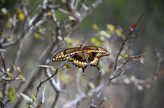 Free download butterfly nature insect pollinate free picture to be edited with GIMP free online image editor