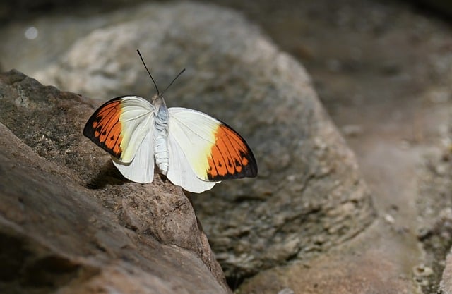 Free download butterfly nature insect wing free picture to be edited with GIMP free online image editor