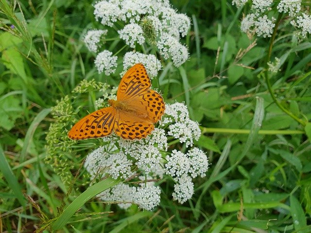 Kostenloser Download Butterfly Nature Lettland - kostenloses Foto oder Bild zur Bearbeitung mit GIMP Online-Bildbearbeitung