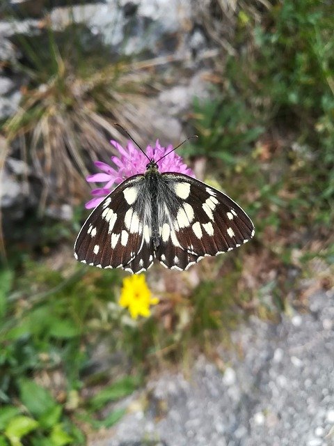 Kostenloser Download Butterfly Nature Lepidoptera - kostenloses Foto oder Bild zur Bearbeitung mit GIMP Online-Bildbearbeitung