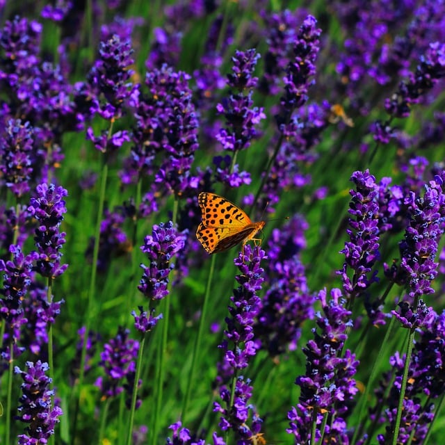 Free download butterfly nature macro insect free picture to be edited with GIMP free online image editor