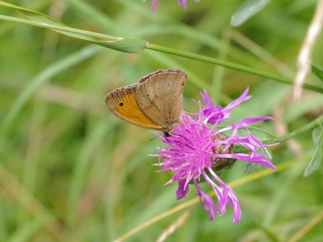 הורדה חינם Butterfly Nature Meadow Birds - תמונה או תמונה בחינם לעריכה עם עורך תמונות מקוון GIMP