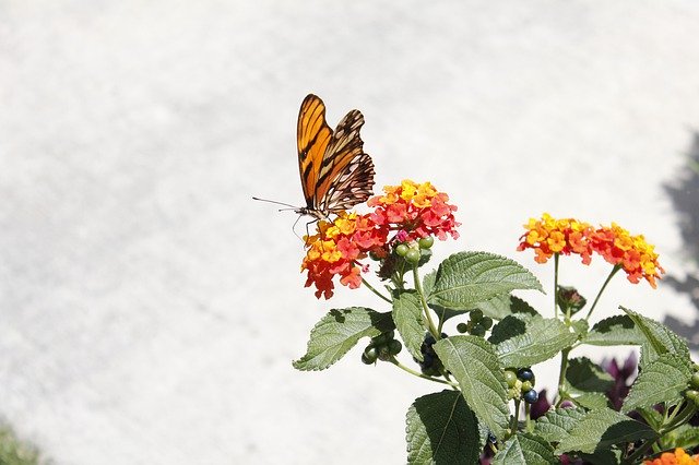 Free download Butterfly Nature Mexico -  free photo or picture to be edited with GIMP online image editor